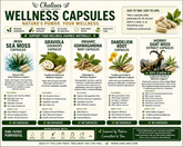 Chalises Herbal Wellness Capsules | Sea Moss, Ashwagandha, Soursop & More - Chalises Heavenly Inspired