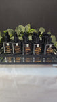 Beard Oils & Balms 0.5 oz - Chalises Heavenly Inspired